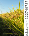 Golden ears of rice shining against the blue sky Golden ears of rice shining against the blue sky 122749787