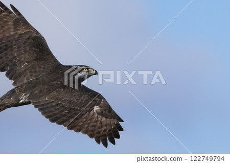 Goshawk in flight 122749794