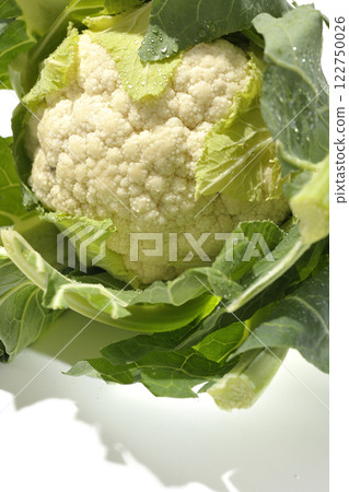 白色背景下拍攝的花椰菜 白色背景下拍攝的花椰菜 122750026
