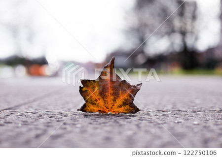 Autumn maple leaf on urban pavement with blurred background 122750106