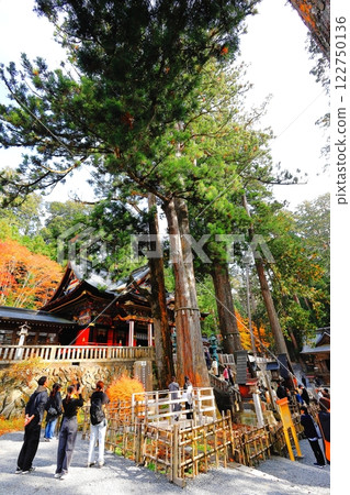 三鷹神社的神木 122750136