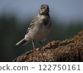 Bird captured in photo in a picturesque place 122750161