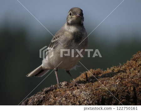 Bird captured in photo in a picturesque place Bird captured in photo in a picturesque place 122750161