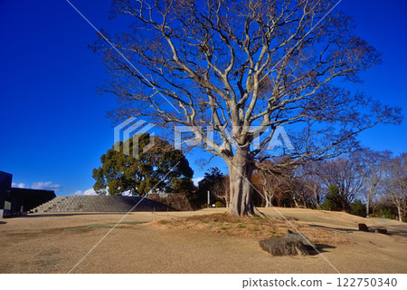 Kanto, Azumayama Park, the symbolic tree on the grassy area at the summit, and the observation deck at the summit, Ninomiya Town, Kanagawa Prefecture Kanto, Azumayama Park, the symbolic tree on the grassy area at the summit, and the observation deck at the summit, Ninomiya Town, Kanagawa Prefecture 122750340
