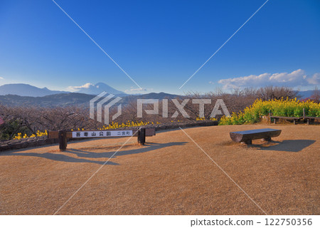 神奈川縣二宮町關東、吾妻山公園、黃昏公園、富士見百景、油菜花和富士山（2） 122750356