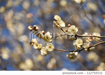 White plum blossoms shining in the blue sky of early spring White plum blossoms shining in the blue sky of early spring 122750532