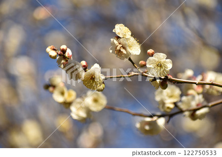 潔白的梅花在初春的藍天上熠熠生輝 122750533