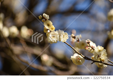White plum blossoms shining in the blue sky of early spring 122750534