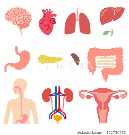 Human organs set Human organs set 122750582