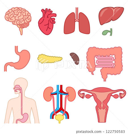 Human organs set 122750583