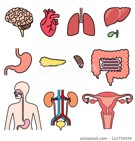 Human organs set 122750584