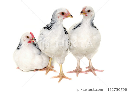Chickens on white background 122750796