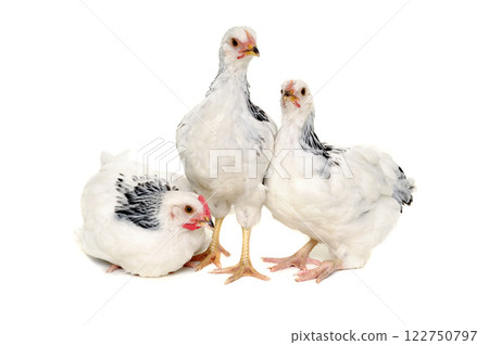 Chickens on white background 122750797