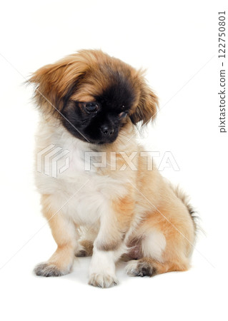 Sad puppy dog 122750801