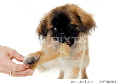 Dog eating bone 122750803