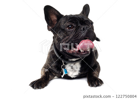 French Bulldog dog on white background 122750804
