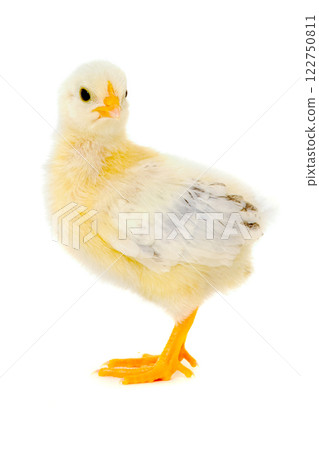 Angry chicken 122750811