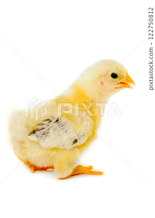 Chicken baby 122750812