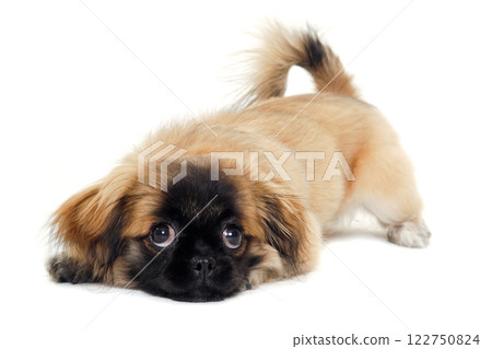Sad puppy dog is resting Sad puppy dog is resting 122750824