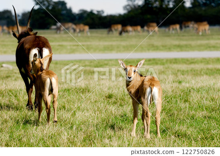 Antelopes are standing on green grass 122750826