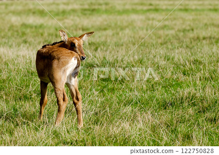 A young antelope is standing alone and looking 122750828