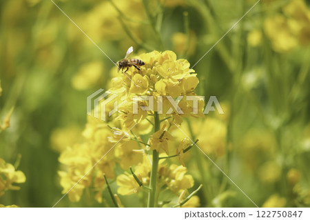 Spring, yellow rapeseed flowers and bees 122750847