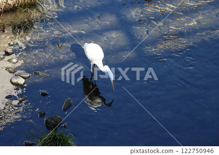 An egret searching for fish in a stream and its shadow reflected on the river surface An egret searching for fish in a stream and its shadow reflected on the river surface 122750946
