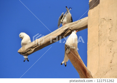Gulls at Al Bastakiya, Dubai 122751262