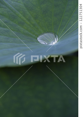 Water lotus leaves Water lotus leaves 122751304