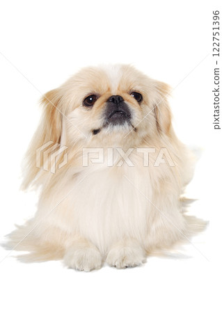 Pekingese dog isolated on a white background 122751396