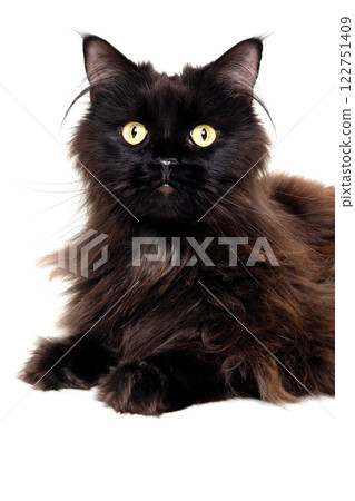 Black cat isolated on a white background 122751409