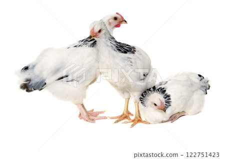 Poultry Poultry 122751423