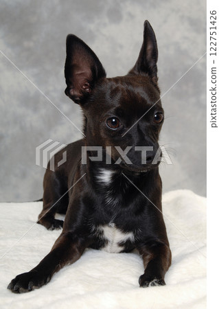 Black puppy dog Black puppy dog 122751426