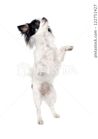 Chihuahua isolated on white background Chihuahua isolated on white background 122751427
