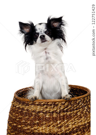 Chihuahua isolated on white background Chihuahua isolated on white background 122751429