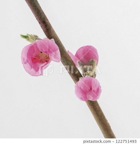 Peach blossoms Peach blossoms 122751493