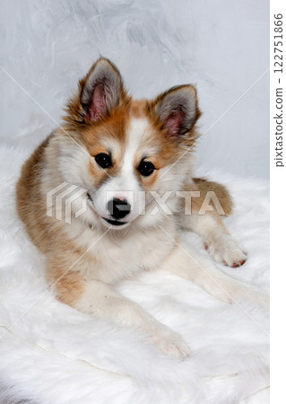 Resting Norwegian lundhund dog 122751866
