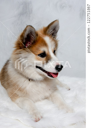 Norwegian lundhund dog Norwegian lundhund dog 122751867