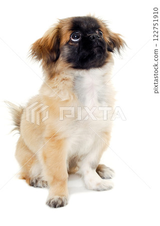 Puppy dog sitting on white background Puppy dog sitting on white background 122751910