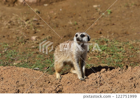 Meerkat looking back 122751999