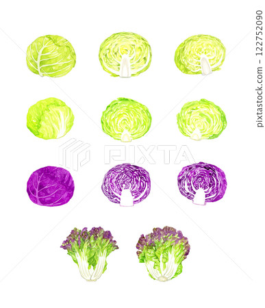 Cabbage and lettuce set. Hand-drawn watercolor illustration of fresh vegetables. 122752090