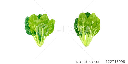 Komatsuna - Fresh vegetable hand-drawn watercolor illustration Komatsuna - Fresh vegetable hand-drawn watercolor illustration 122752098