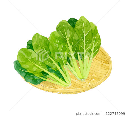 Komatsuna on a bamboo basket: Hand-drawn watercolor illustration of fresh vegetables 122752099