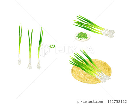 A set of all-purpose green onions (small green onions and thin green onions) Hand-drawn watercolor illustrations of fresh vegetables A set of all-purpose green onions (small green onions and thin green onions) Hand-drawn watercolor illustrations of fresh vegetables 122752112