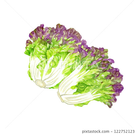 陽光生菜-新鮮蔬菜手繪水彩插畫 陽光生菜-新鮮蔬菜手繪水彩插畫 122752123