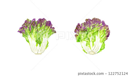 Sunny lettuce - fresh vegetable hand-drawn watercolor illustration Sunny lettuce - fresh vegetable hand-drawn watercolor illustration 122752124