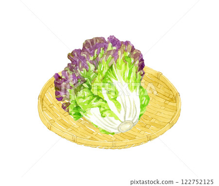 竹籃裡的陽光萵苣 手繪水彩畫，新鮮蔬菜 122752125