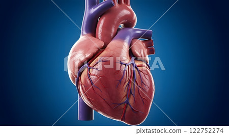 3D Medical Illustration of Human Heart with Arteries and Veins 122752274