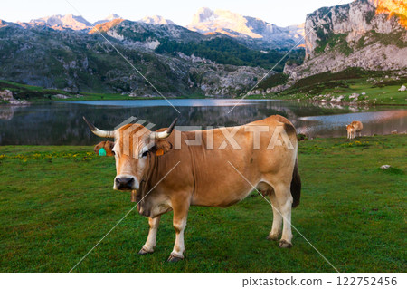 Cow of the Asturian mountain breed sits on a meadow in a national park at dawn 122752456