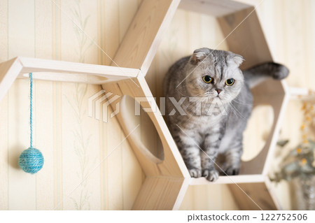 Cute gray tabby scottish fold cat playing on special wooden wall shelf 122752506